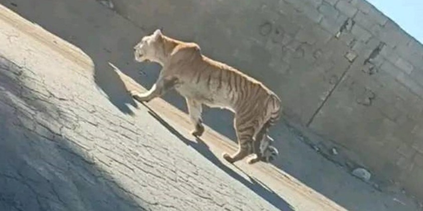 فيديو صادم لنمر مفترس يسير بحرية في حي سكني بليبيا