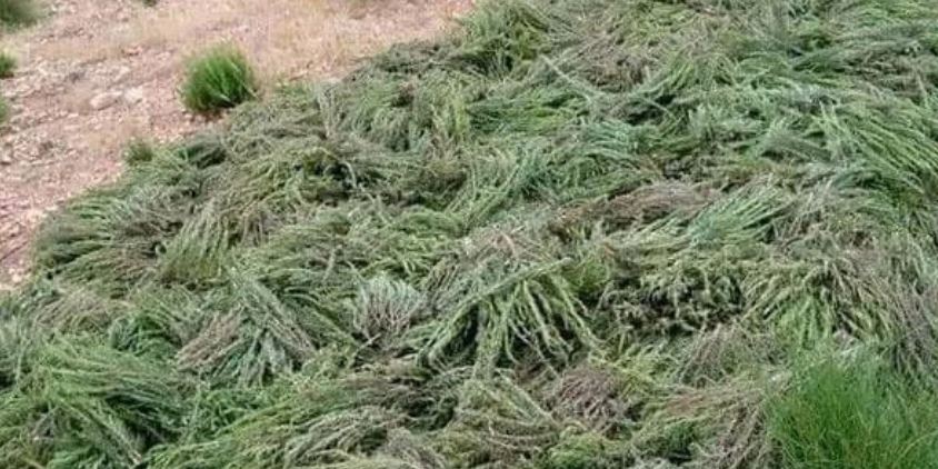 الدرك الملكي يوقف عملية تهريب كبيرة لنبات إكليل الجبل بإقليم الراشيدية