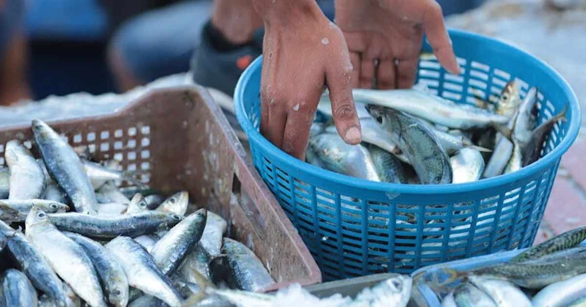 قبيل رمضان.. إجراءات استباقية لكبح أسعار السردين وحماية القدرة الشرائية