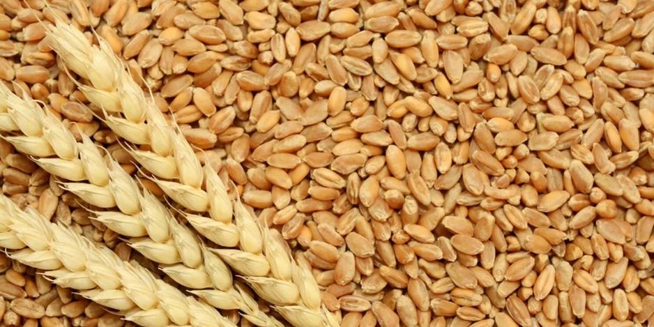 108 آلاف طن حبوب روسية تتجه للمغرب عبر موانئ البلطيق